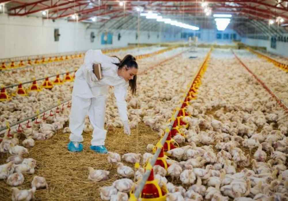 Trabajo en Granja de Pollos